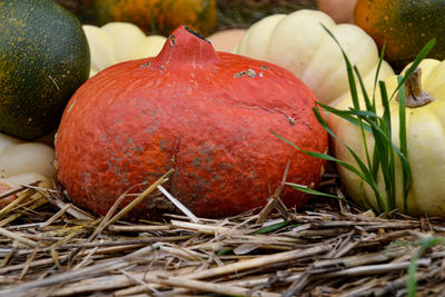 Close-up of pumpkins on field