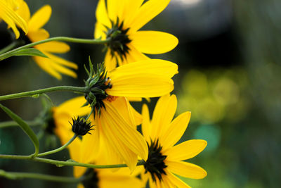 Close-up of yellow flower