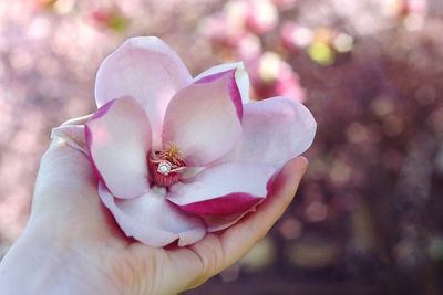 Close-up of pink flower