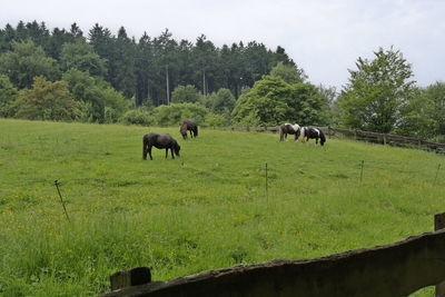 Horses grazing in a field