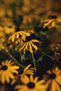 Close-up of yellow flowering plant