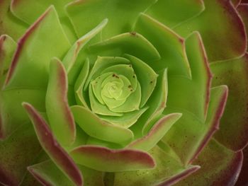 Full frame shot of succulent plant