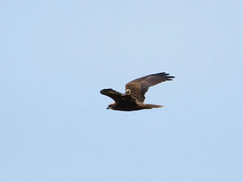 Low angle view of bird flying