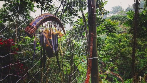 Low angle view of trees