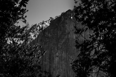 Low angle view of trees on mountain