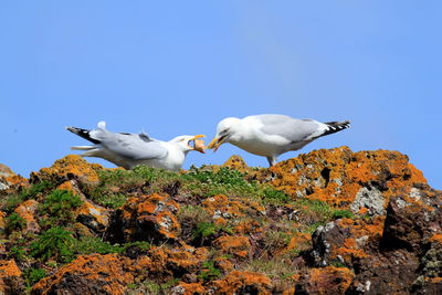 Low angle view of seagulls perching on rock against clear blue sky