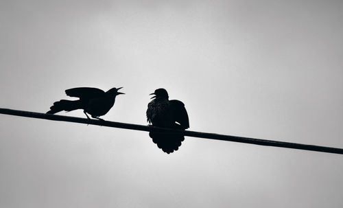 Low angle view of silhouette birds perching on cable against clear sky