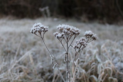 Close-up of wilted plant on field