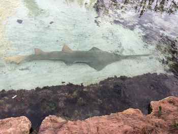 Close-up of crab on rock by water