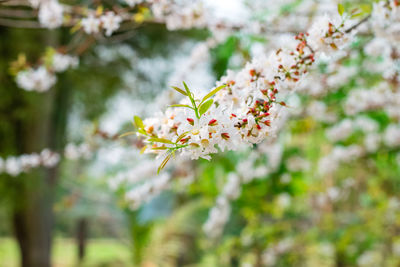 Close-up of white cherry blossoms in spring
