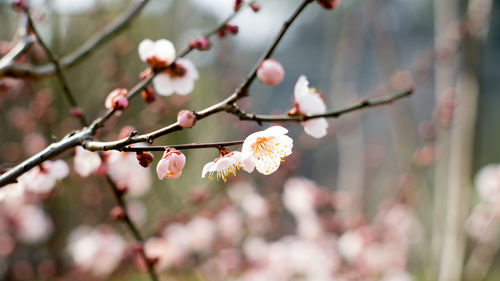 Close-up of white flowers blooming on branch