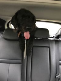 Portrait of dog in car