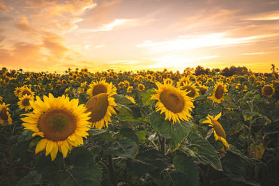 Close-up of sunflower against sky during sunset