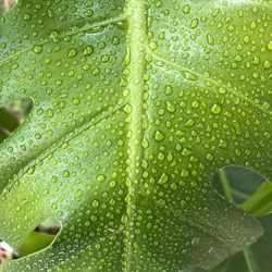 Close-up of water drops on leaf