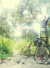 Bicycle by trees in forest