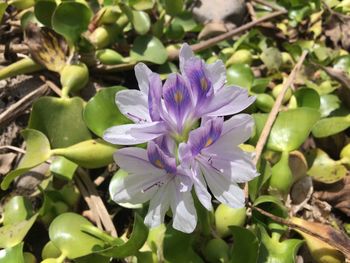 Close-up of flower blooming on tree