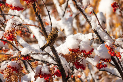 Low angle view of bird perching on tree