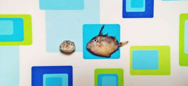 Directly above shot of fishes on patterned table