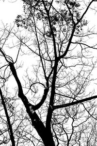 Low angle view of bare trees against sky