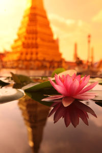 Close-up of lotus blooming in pond against temple during sunset