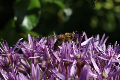 Close-up of bee pollinating on purple flower