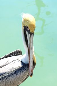 Close-up of pelican on lake