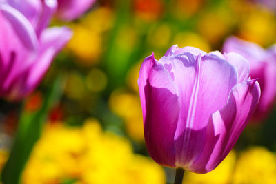 Close-up of pink rose flower