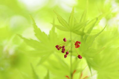 Close-up of red flower