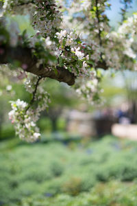 Close-up of cherry blossoms in park