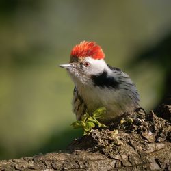 Close-up of bird perching on rock