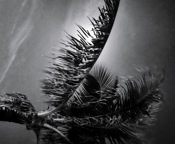 Low angle view of coconut palm tree against sky