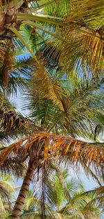 Low angle view of palm tree