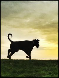 Dog standing on field at sunset