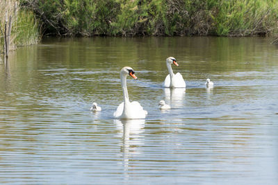 Swans swimming in lake