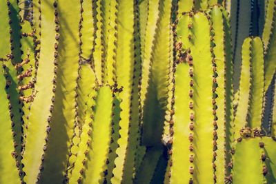 Full frame shot of succulent plant