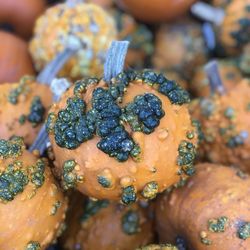 Close-up of oranges