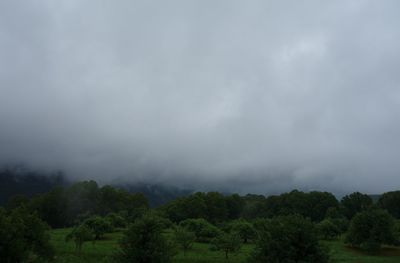 Scenic view of forest against sky