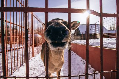 Close-up of horse in cage during winter