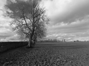 Bare tree on field against sky