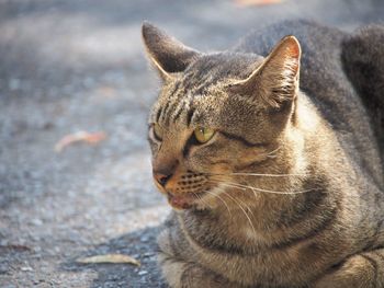 Close-up of a cat looking away