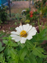 Close-up of white daisy flower