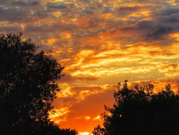 Low angle view of silhouette trees against orange sky