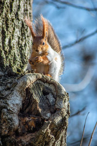 Close-up of squirrel on tree trunk