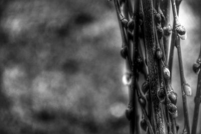 Close-up of chain against blurred background