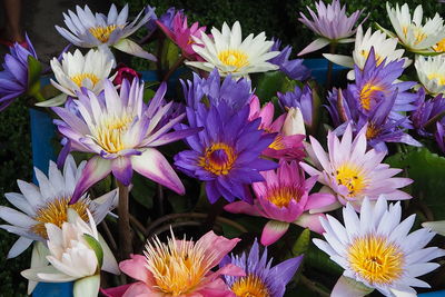 Close-up of purple flowers