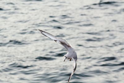 Seagull flying over sea