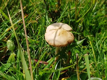 Close-up of mushroom growing on field