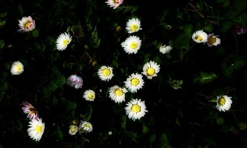 Close-up of flowers blooming outdoors