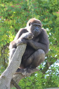 Portrait of monkey sitting on tree