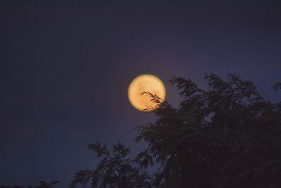 Low angle view of silhouette trees against sky at night